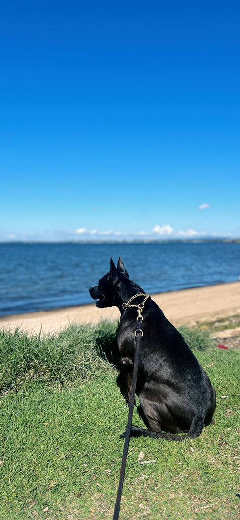 Black dog sitting on a grassy area by the beach with clear blue sky with extra long leather leash and martingale collar